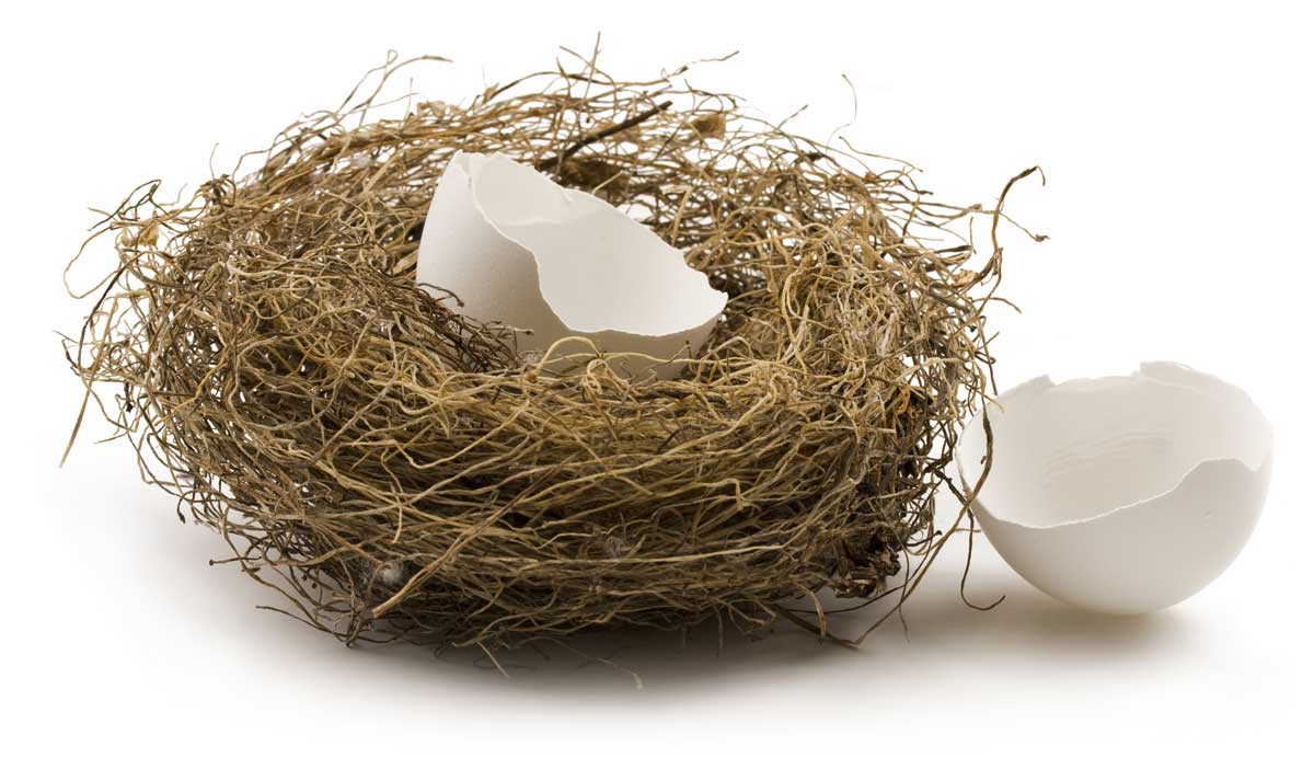 Egg shells in and out of nest